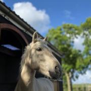 Stoere 4 jarige c pony