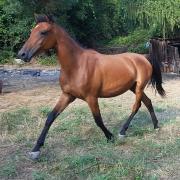Hispano Arabier (PRE x Arabier) 2,5 jarige merrie