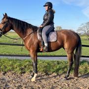 fantastische draver merrie 