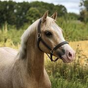 Welsh C pony, ruin, Palomino 