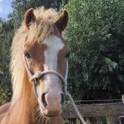 2-jarige A-pony merrie met veel potentie!