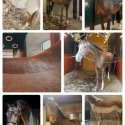 Scheren paarden pony’s 