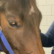 Veterinaire behandeling/neuromodulatie Headshaking aan huis