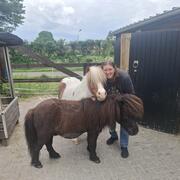 Zoek een kleine gezelschaps pony