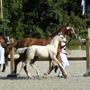 Prachtige NRPS kampioensveulens. Palomino, cremello en perli