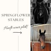 Luxe paardenbox(en) & complete stalunit bij Tilburg