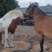 verzorger gezocht voor 2 paarden