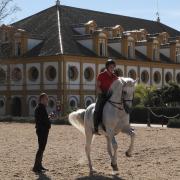 Klassieke dressuur & horsemanship instructie & training (NH)