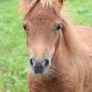 Shetlander merrieveulen 