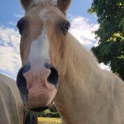 Lieve pony beschikbaar - zoekt nieuwe liefdevolle plek