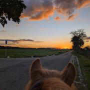 Verzorg(st)er gezocht voor pony, Scherpenzeel