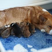 Welsh Corgi Cardigan Puppies