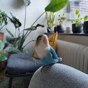 Agapornis Fischeri zoekt nieuw thuis