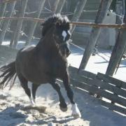 Scheerservice Limburg regio