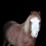 Zeer mooie beleerde A Welsh pony