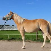 Lieve grote haflingerruin