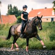 Lieve ZZL merrie aangeboden