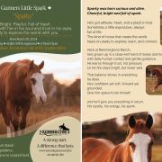 Gunners little spark 