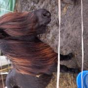 2 Supermooie en sociale shetland ruinetjes grote maat