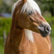 Drachtige Haflinger sportmerrie 