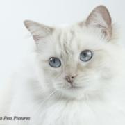 Famous Pets Pictures  Voor de mooiste foto's van uw huisdier