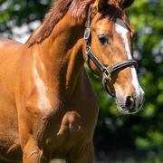 Prachtige driejarige merrie van Mclaren/Ampere