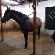17 jarige E-pony voor recreatie of weidmaatje, merrie