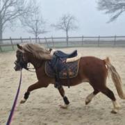 Welsh-A pony gereden en met deklicentie