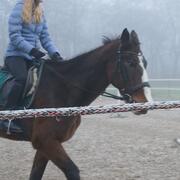 Berijdster voor uw paard