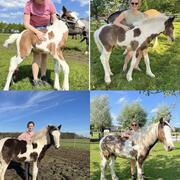 Super leuke tinker ruin