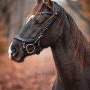 Te koop brave 6 jarige Akhal Teke merrie