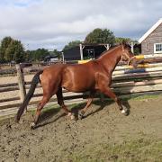 lieve 9 jarige pre merrie aangeboden
