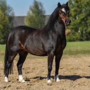 Ter lease aangeboden, 3 super leuke welsh a pony's