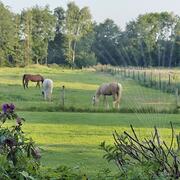 Lieve (fok)merrie, arabisch, nrps of welsh