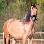 Drachtige unieke PRE merrie