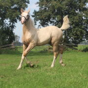 Palomino hengst veulen