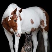 horse and dog trail clinic weekend