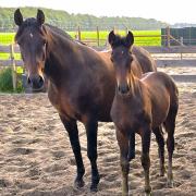PRE hengst veulen