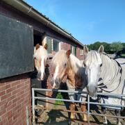 Diverse leuke lease pony's 