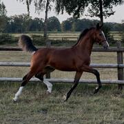 Talentvol lief mooi hengstveulen te koop