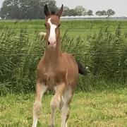 Prachtig stoer Gelders hengstveulen 