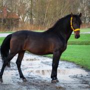 Knappe 4 jarige Lusitano ruin