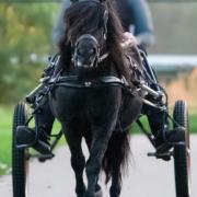 Lieve grote shetlander merrie, menpony