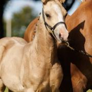 1e premie NFX merrieveulen (Golden Daim F)