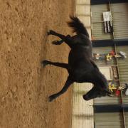 Mooie friese 2.5 jarige ruin