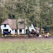 Boerderij te koop, met paardenstallen, op de Veluwe
