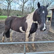 Verzorgpaard ( niet rijden helaas) aangeboden Dalfsen 