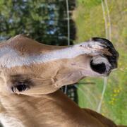 Mooie palomino merrie van 2023, NRPS E-pony