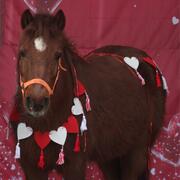 leuke New Forest pony zoekt een verzorger / leaser