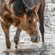Knappe Lusitano merrie van 11 jaar